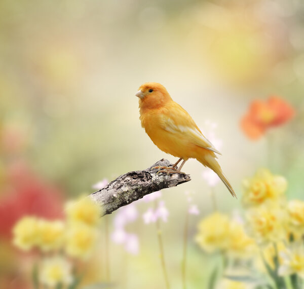 Yellow Bird