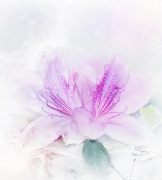 분홍색 진달래 수채화 — 스톡 사진