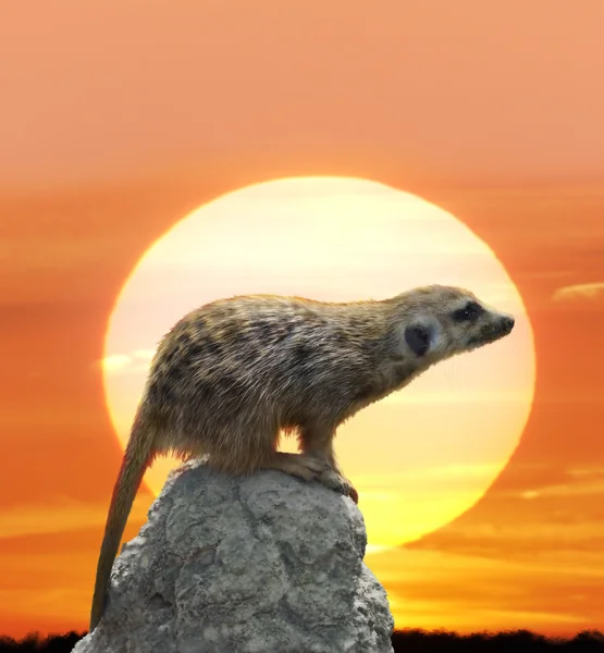 猫鼬反对日落 — 图库照片