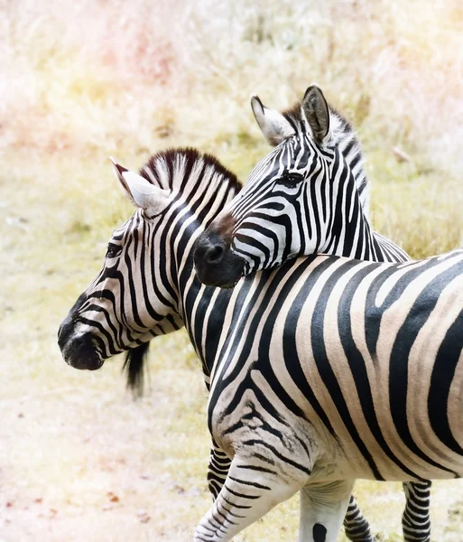 Zebras — Stockfoto