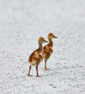 Sandhill Crane Chicks 