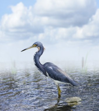 Tricolored balıkçıl