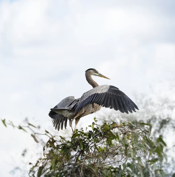 Great Blue Heron — Stock Photo, Image