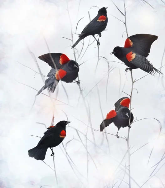 Red Winged Blackbirds — Fotografie, imagine de stoc