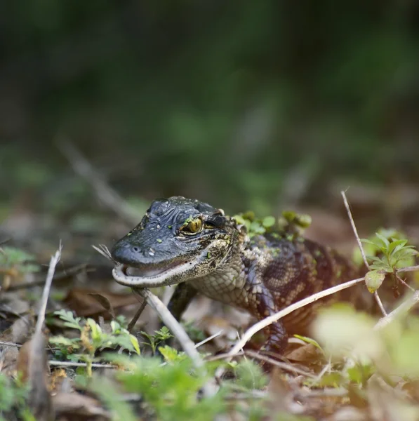 Baby-alligator – stockfoto