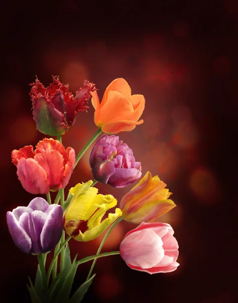 Tulpen auf dunklem Hintergrund — Stockfoto