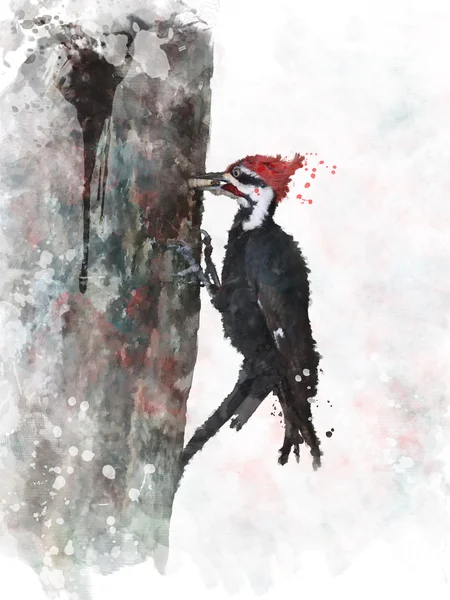 Pileated specht aquarel — Stockfoto