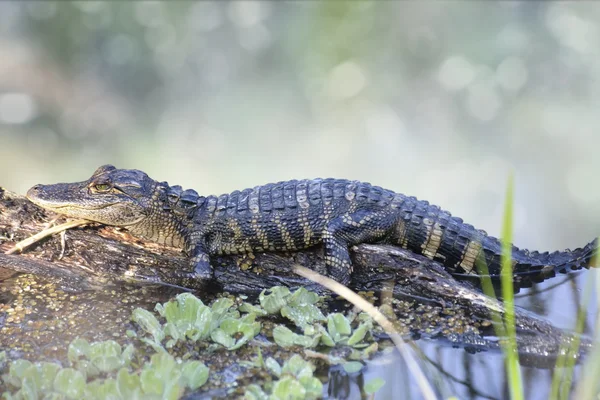 Amerikansk alligator — Stockfoto