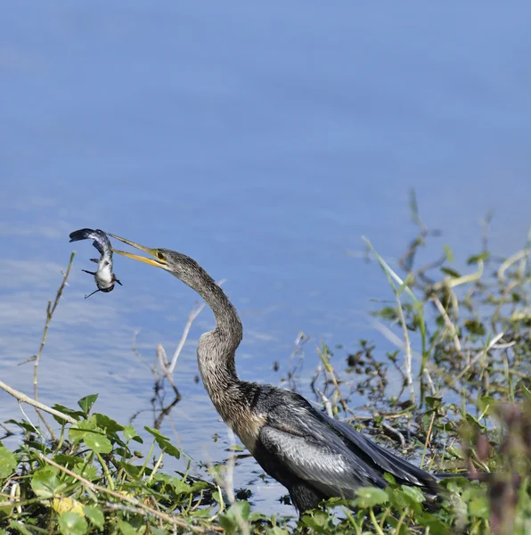 Anhinga sestřelení ryba — Stock fotografie