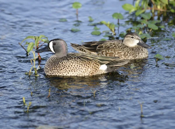 Canards sarcelles à ailes bleues — Photo