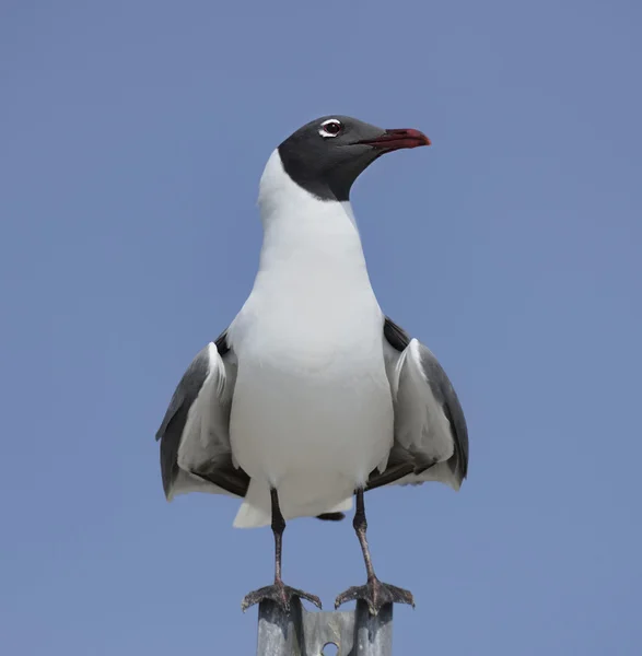 Franklins meeuw — Stockfoto