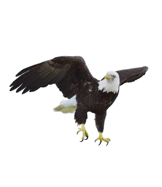 Amerikanischer Weißkopfseeadler — Stockfoto