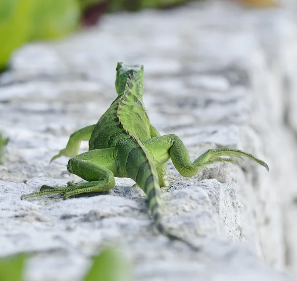 Grön leguan — Stockfoto