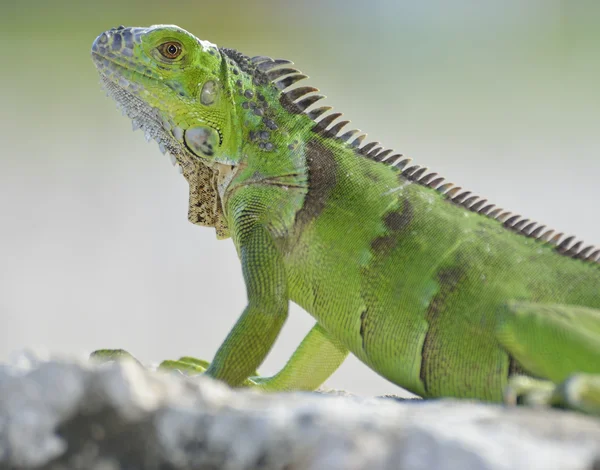 Grön leguan — Stockfoto