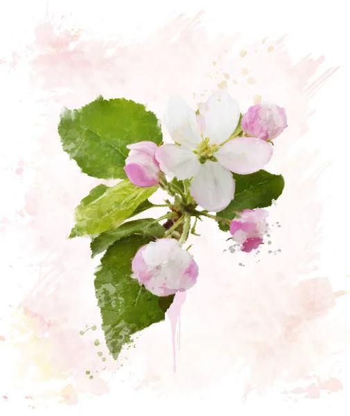 Blossom.Watercolor de árvore de maçã — Fotografia de Stock