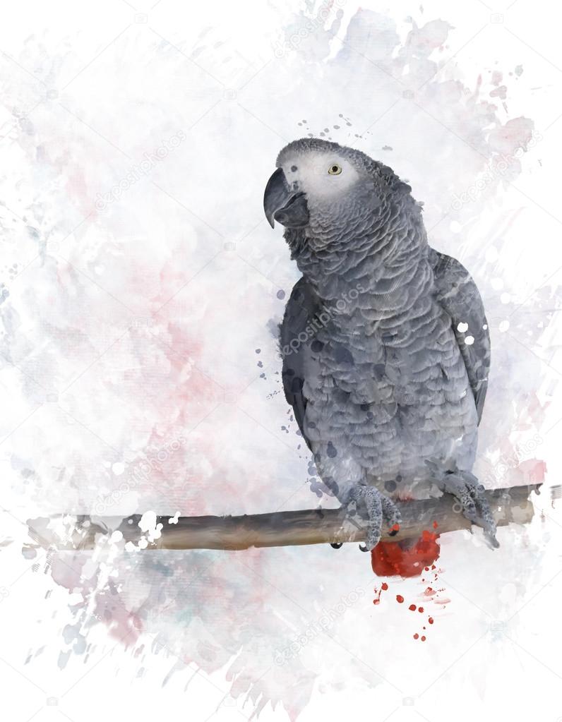 African Grey Parrot Watercolor