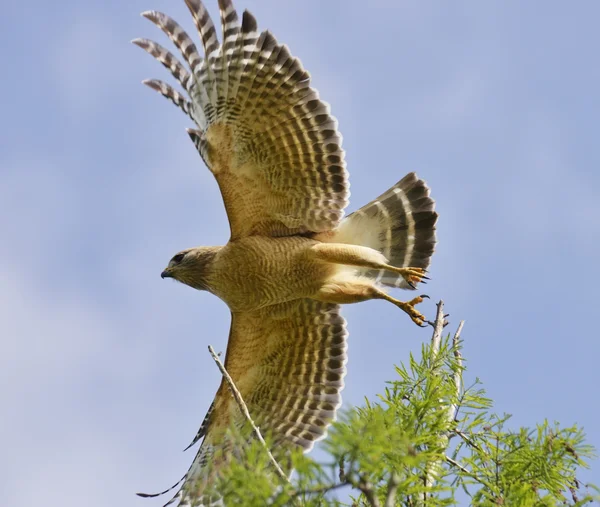 Rode schouders hawk — Stockfoto