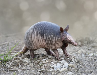 dokuz - şeritli armadillo