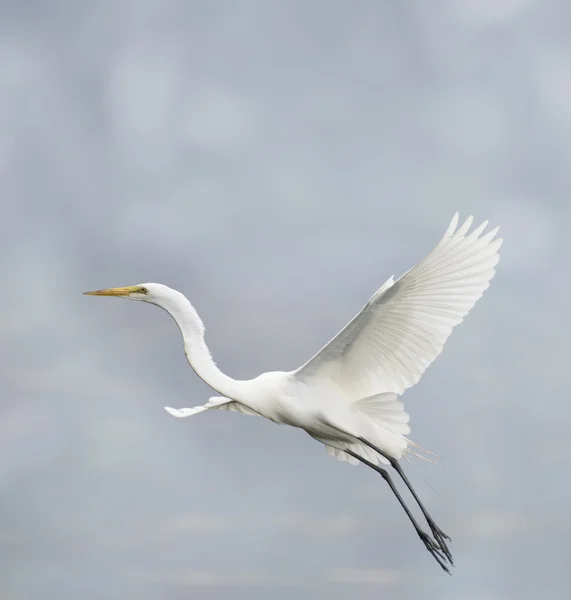 Grande Egret Branco — Fotografia de Stock