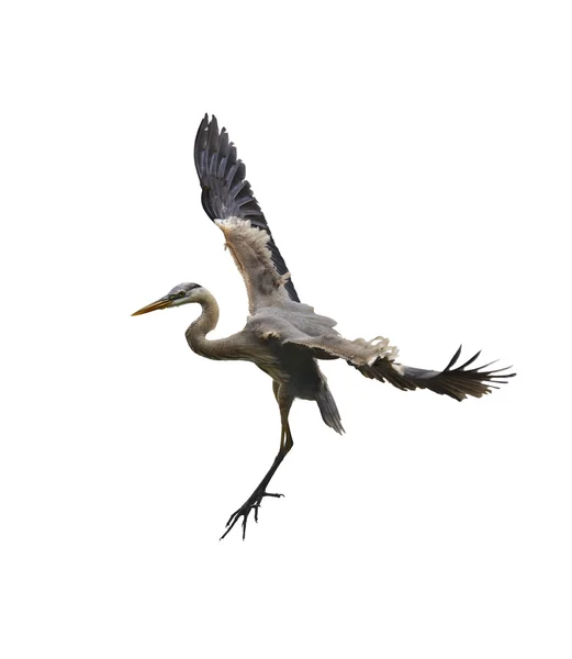 Great Blue Heron In Flight — Stock Photo, Image