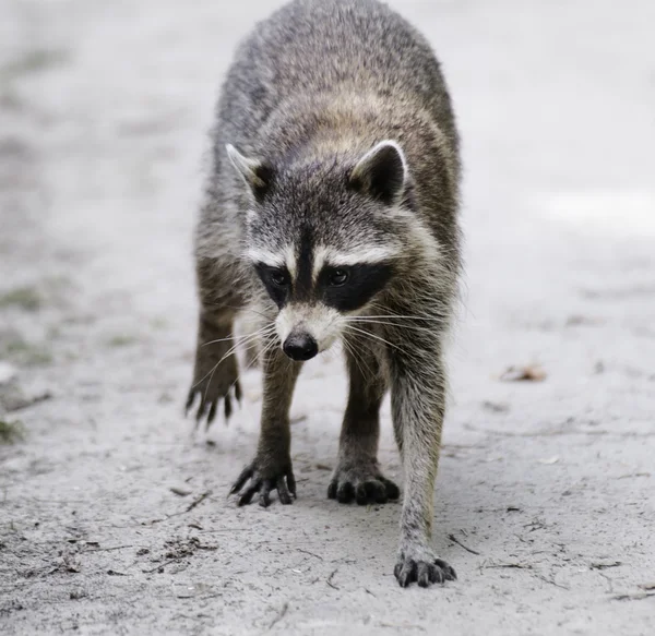 Tvättbjörn promenader — Stockfoto