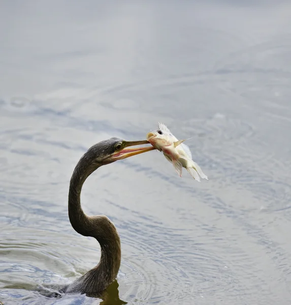 Anhinga Downing en fisk - Stock-foto