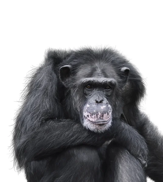 Black Chimpanzee — Stock Photo, Image