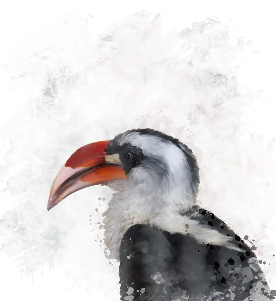 Hornbill Akvarel — Stock fotografie