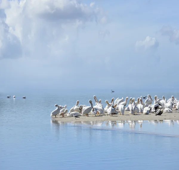 White Pelicans — Stock Photo, Image