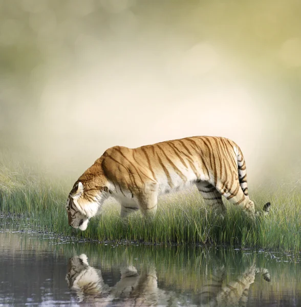 老虎在池塘附近 — 图库照片
