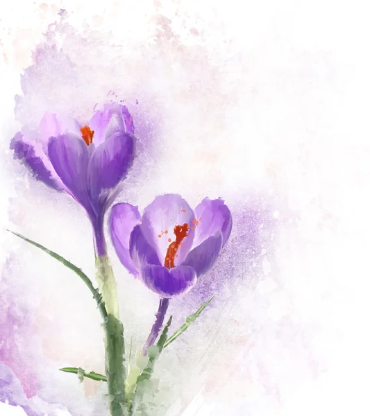 Crocus Flowers Watercolor — Stock Photo, Image