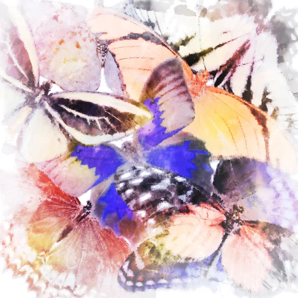 Aquarela borboleta fundo — Fotografia de Stock