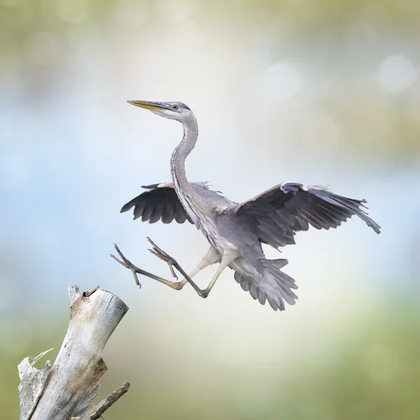 Grote blauwe reiger — Stockfoto