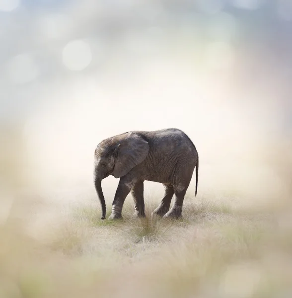 Elefante bebé — Fotografia de Stock