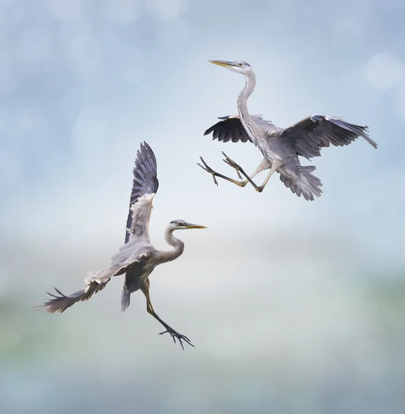 Grote blauwe reigers — Stockfoto