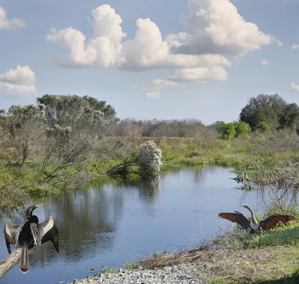 Florida vizes élőhelyek — Stock Fotó