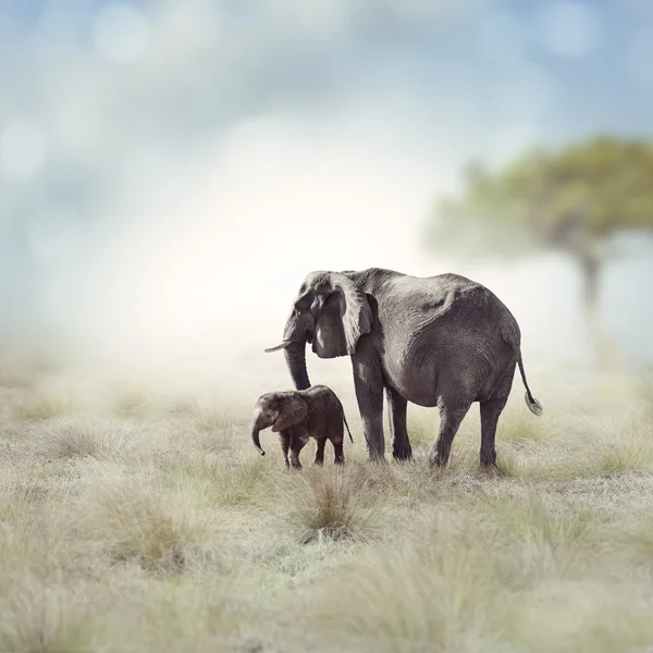 ช้าง — ภาพถ่ายสต็อก