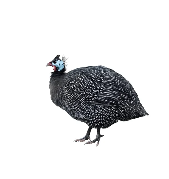 Helmeted Guinea Fowl — Stock Photo, Image