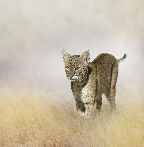 Bobcat. — Fotografia de Stock