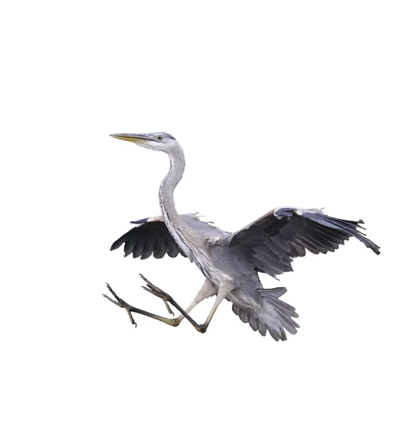 Great Blue Heron — Stock Photo, Image