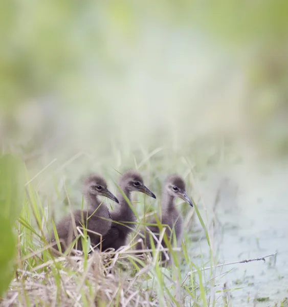 Limpkin polluelos — Foto de Stock