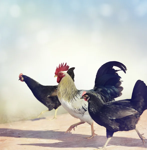 수 탉 및 닭. — 스톡 사진
