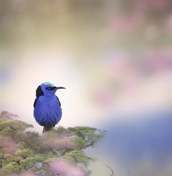 Honigkriechvogel — Stockfoto