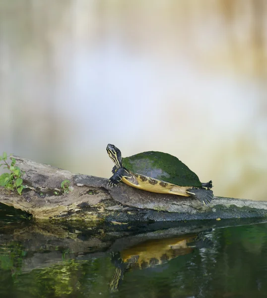 Tortuga Cooter de Florida —  Fotos de Stock