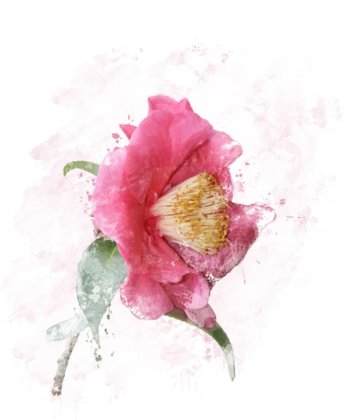 Rose Watercolor — Stock Photo, Image