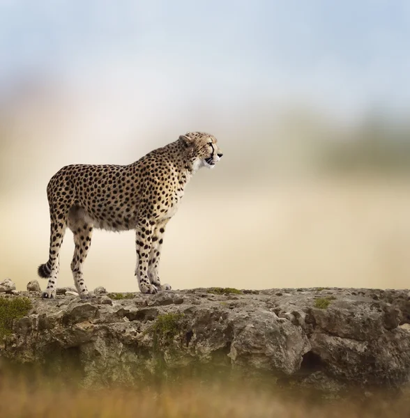 Gepard — Stockfoto
