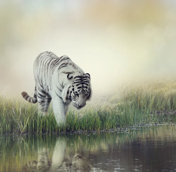 Witte tijger — Stockfoto