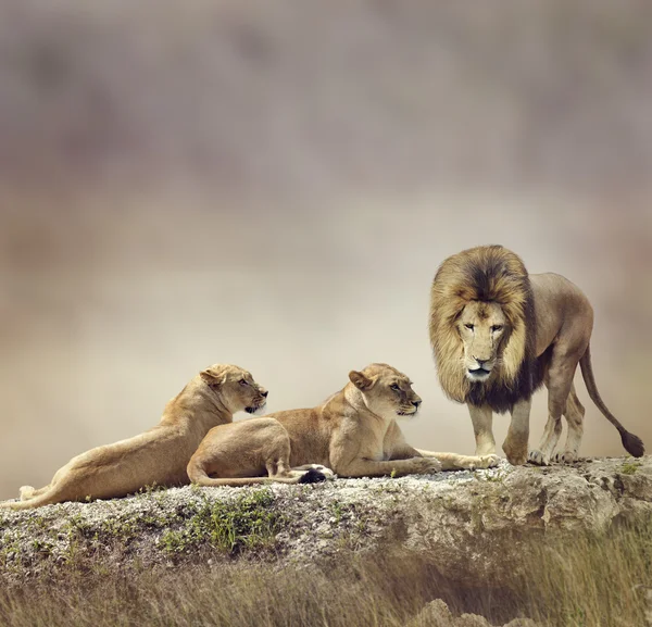 Löwenfamilie — Stockfoto