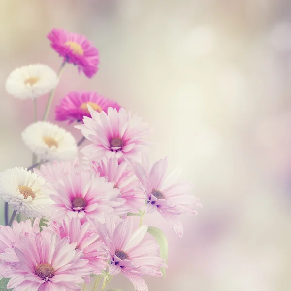 Flores en el jardín — Foto de Stock