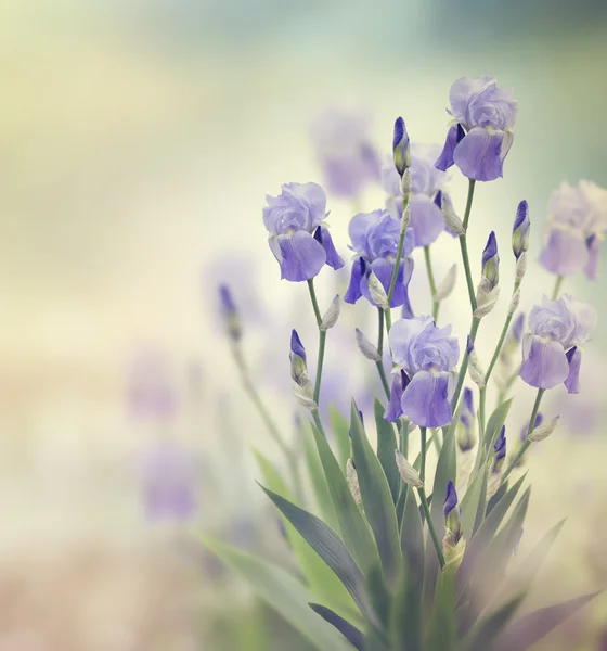 アイリスの花 — ストック写真